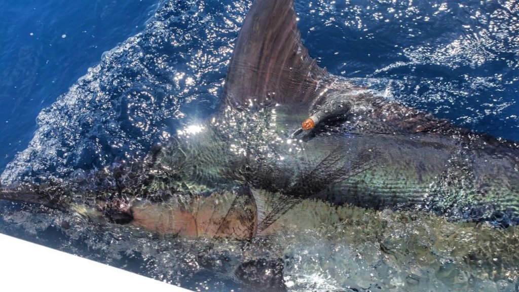 Tagging Marlin with Satellite tags