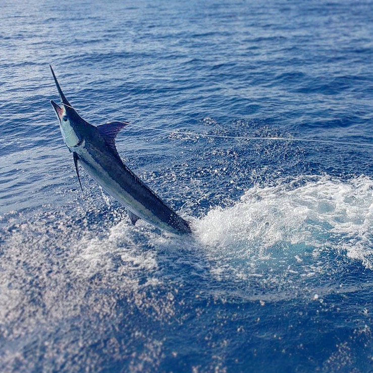 Marlin jumping offshore