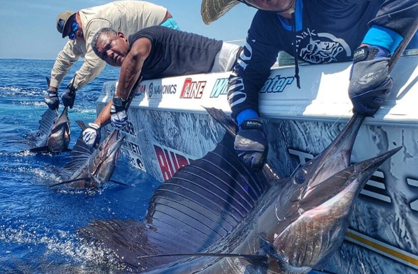 sailfish release in Costa Rica