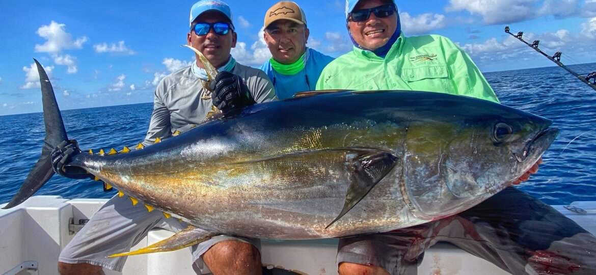 Big yellowfin tuna off southern Costa Rica