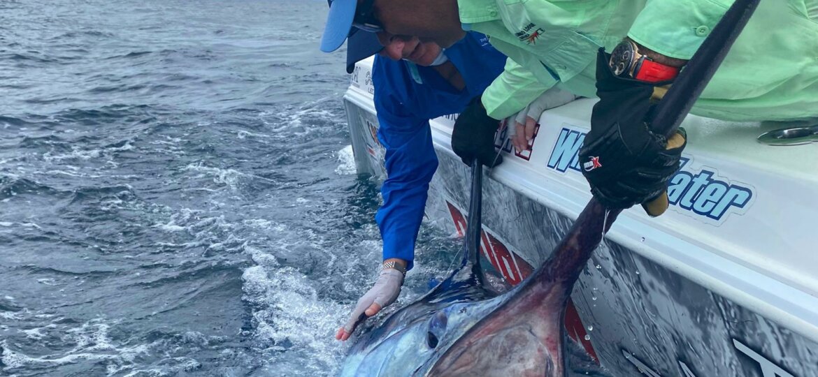 550lbs Black Marlin