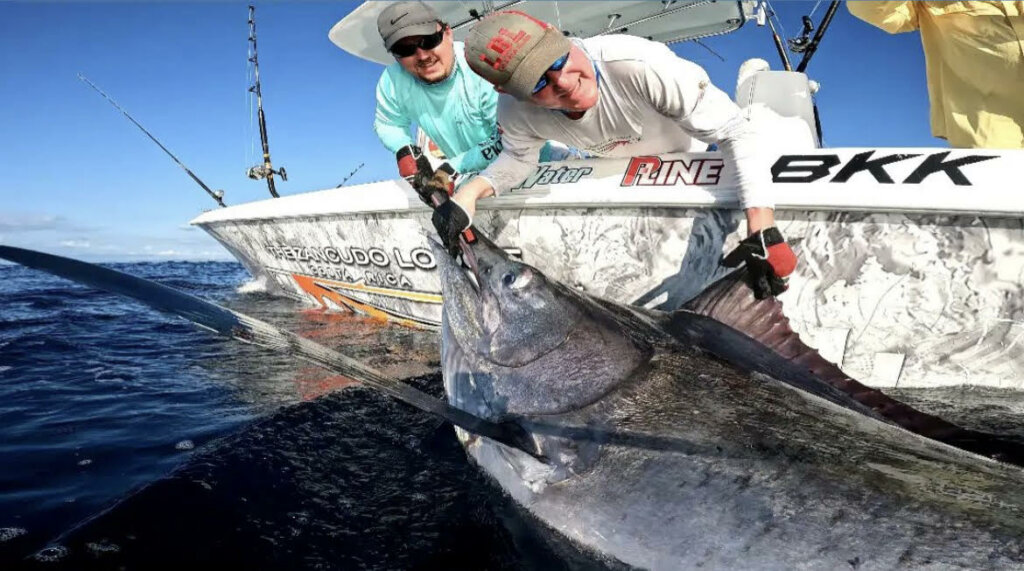 500lbs black marlin