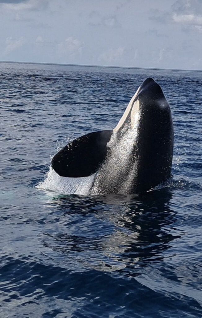 Orca in Costa Rica