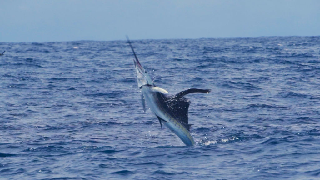 Sailfish: Catching and Understanding Sailfish Fishing in Costa Rica 2023 -  Capullo Sport Fishing