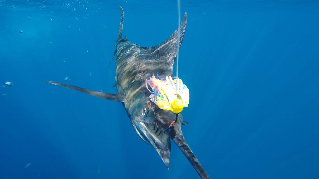 marlin hooked up under the boat