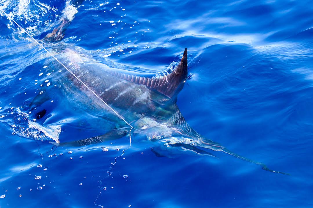 marlin approaching boat