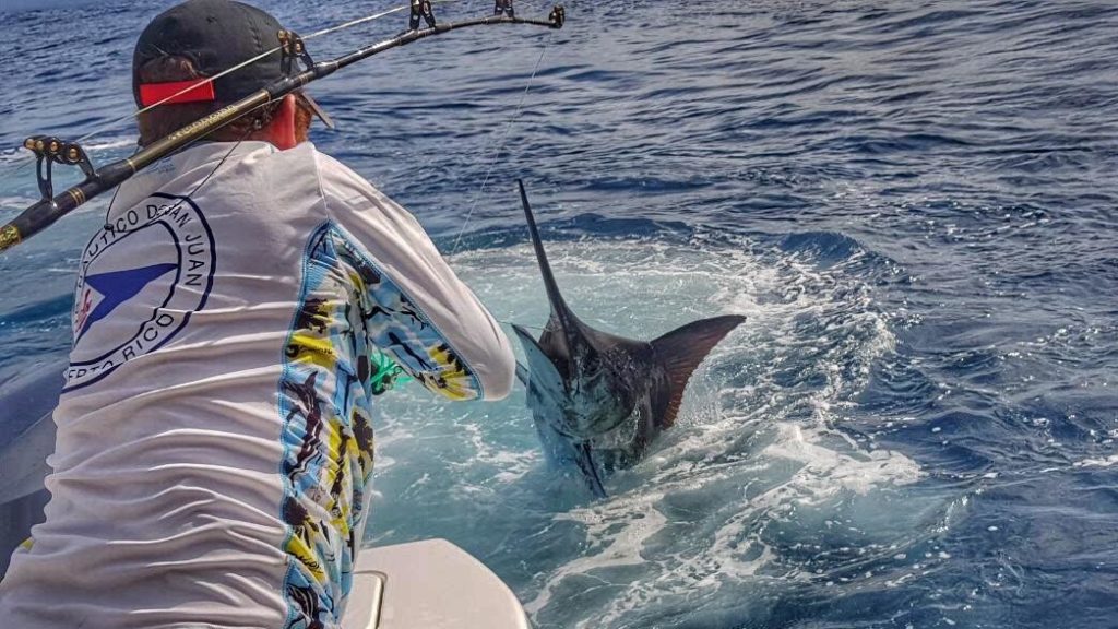 marlin explodes from ocean