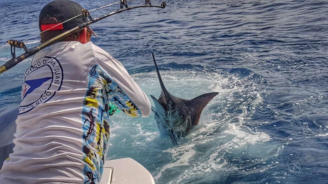 marlin explodes from ocean