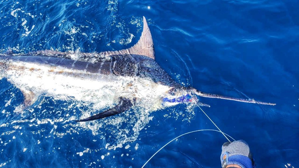 When to catch blue marlin in Costa Rica