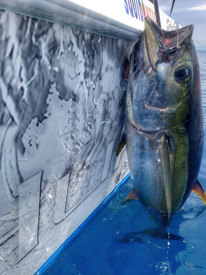 tuna on the side of boat with popper in mouth