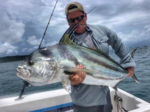 large roosterfish