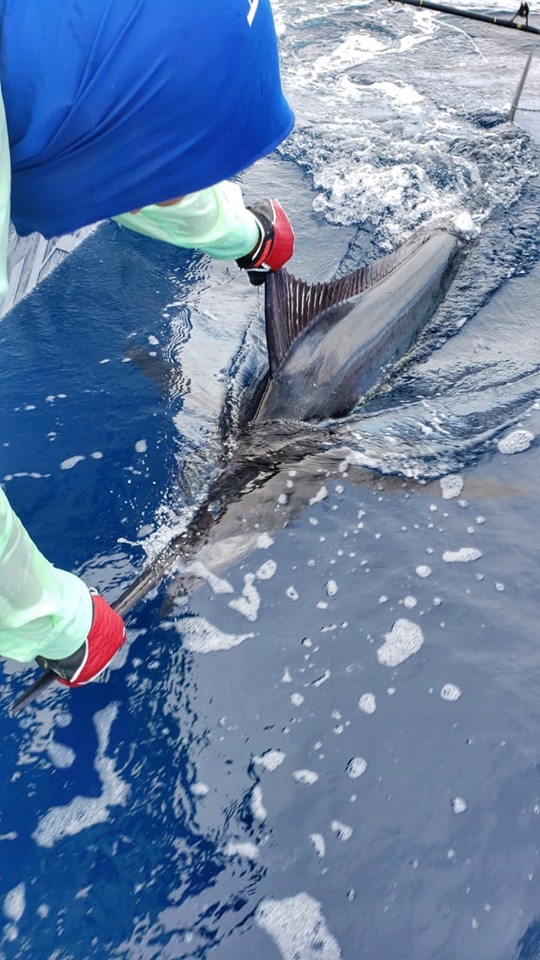 marlin with satellite tag being released