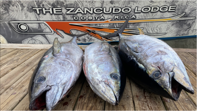 yellowfin tuna on the dock