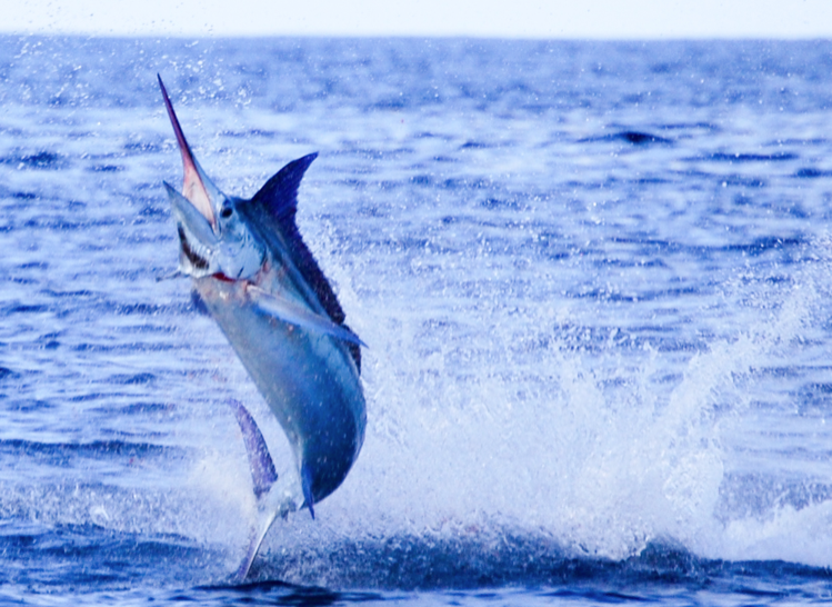 Come Join Us for Blue Water Marlin Action in Costa Rica - The Zancudo Lodge,  Costa Rica