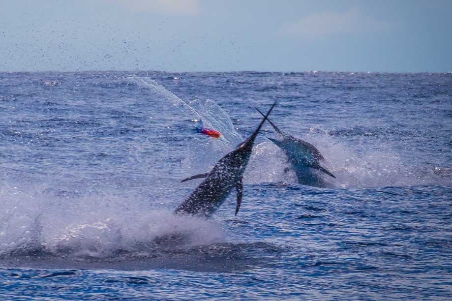 When to catch marlin in Costa Rica