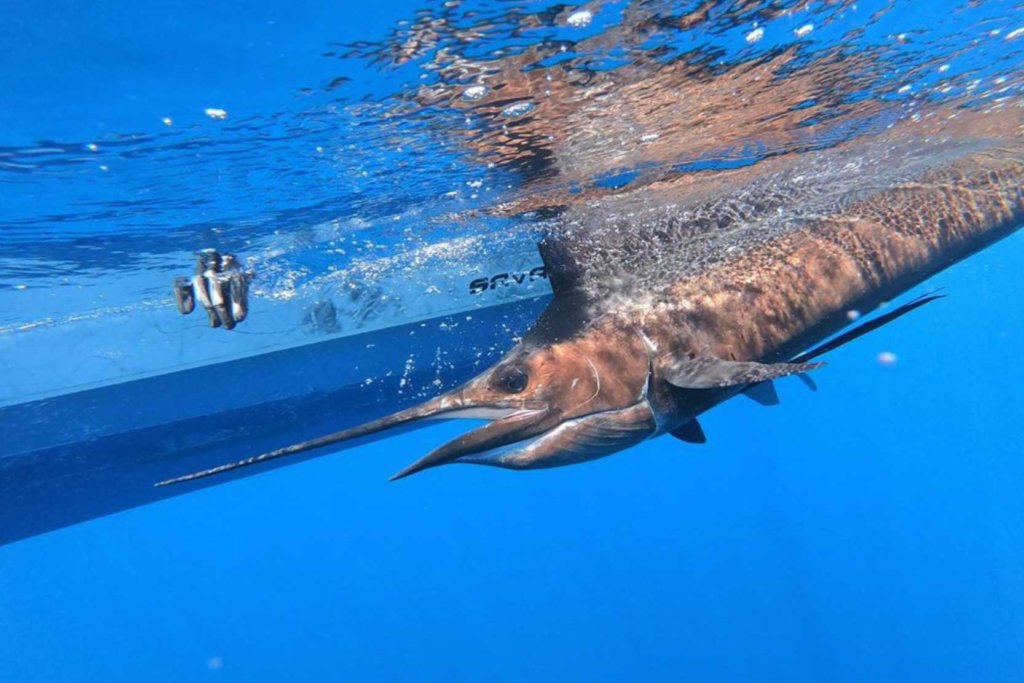 blue marlin by side of boat under water