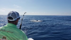 marlin jumps over the shoulder of angler