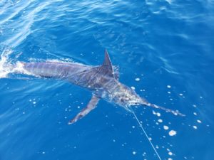 marlin in the Pacific