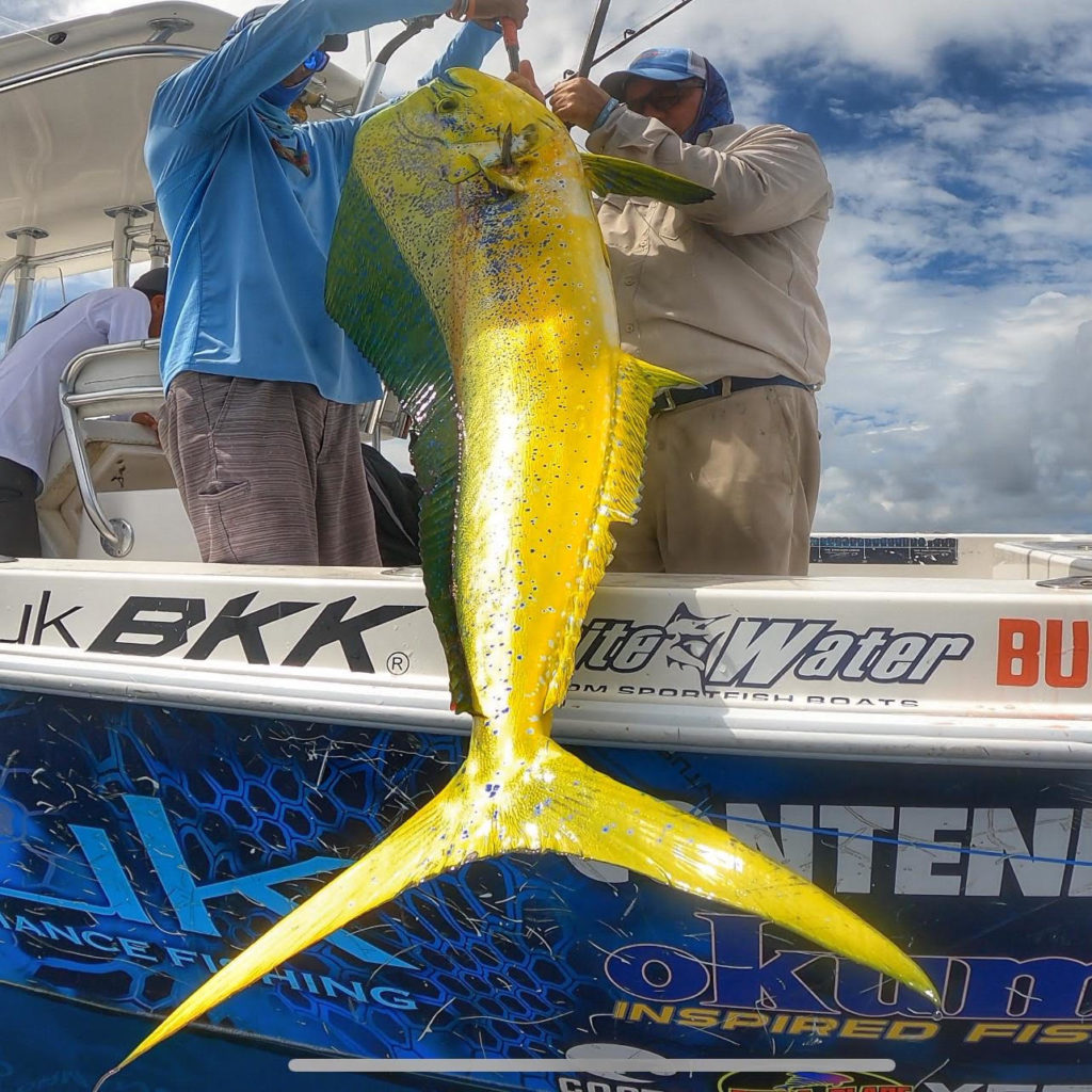 Bull MahiMahi coming over the rail