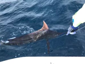 marlin dorsal fin by side of boat