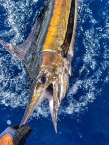 releasing a marlin in Southern Costa Rica