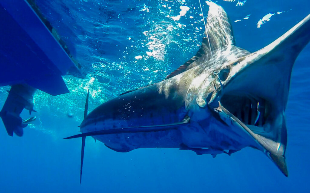 blue marlin underwater at the side of the boat