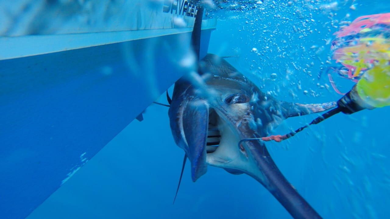 great marlin release shot