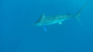 marlin under boat