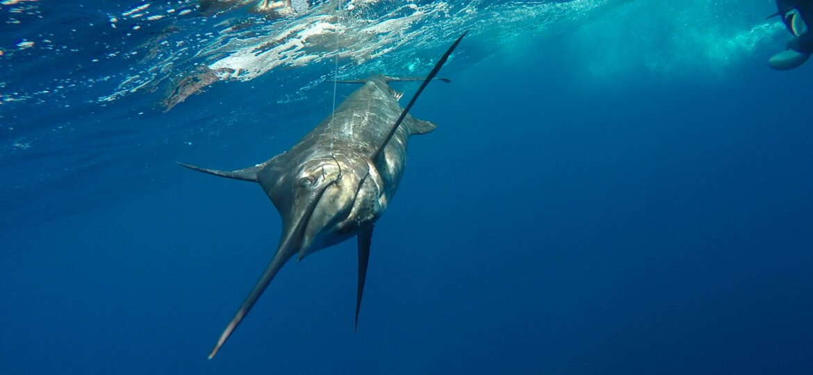 marlin underwater with circle hook