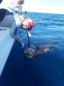 marlin release