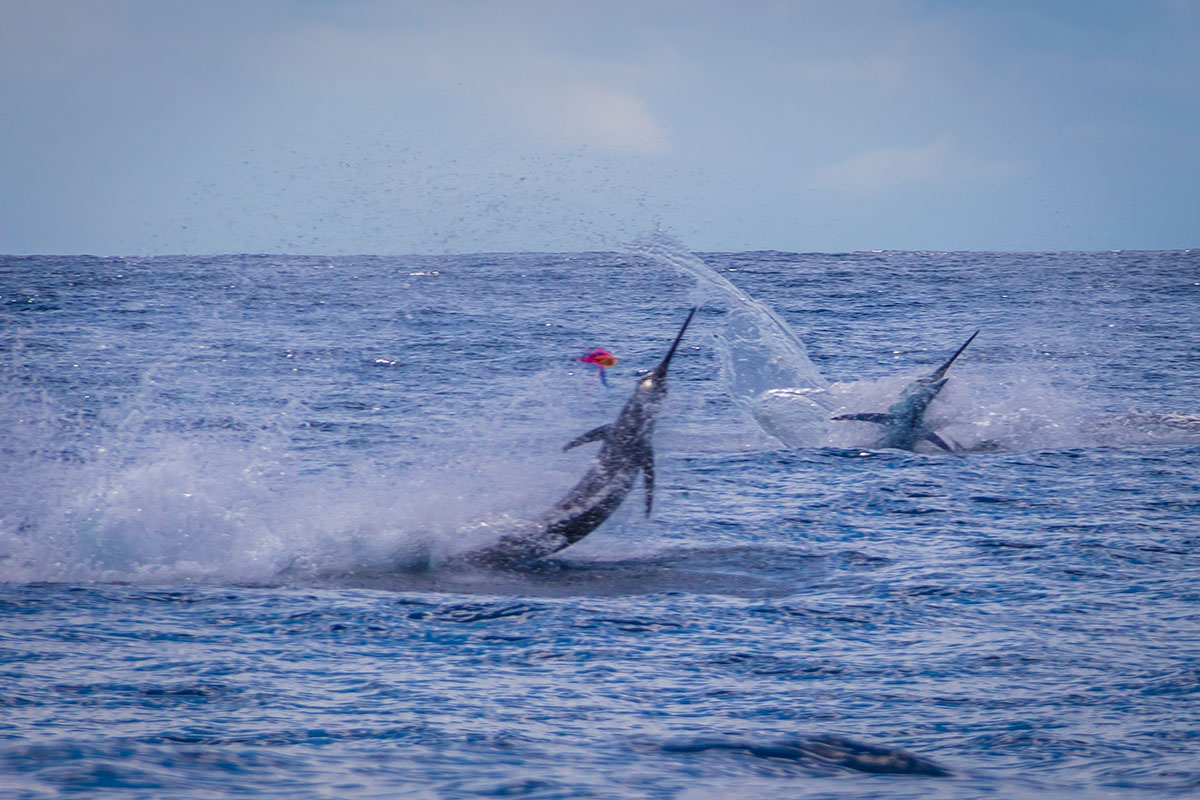 dueling marlin