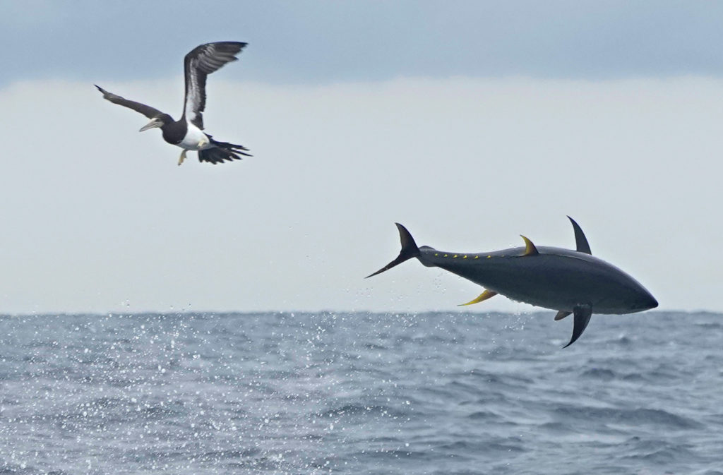 fishing for yellowfin tuna in southern costa rica