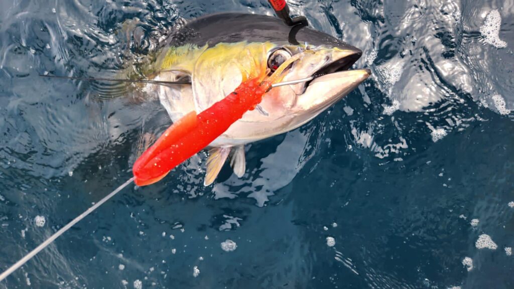 Tuna on a Squid Nation bait