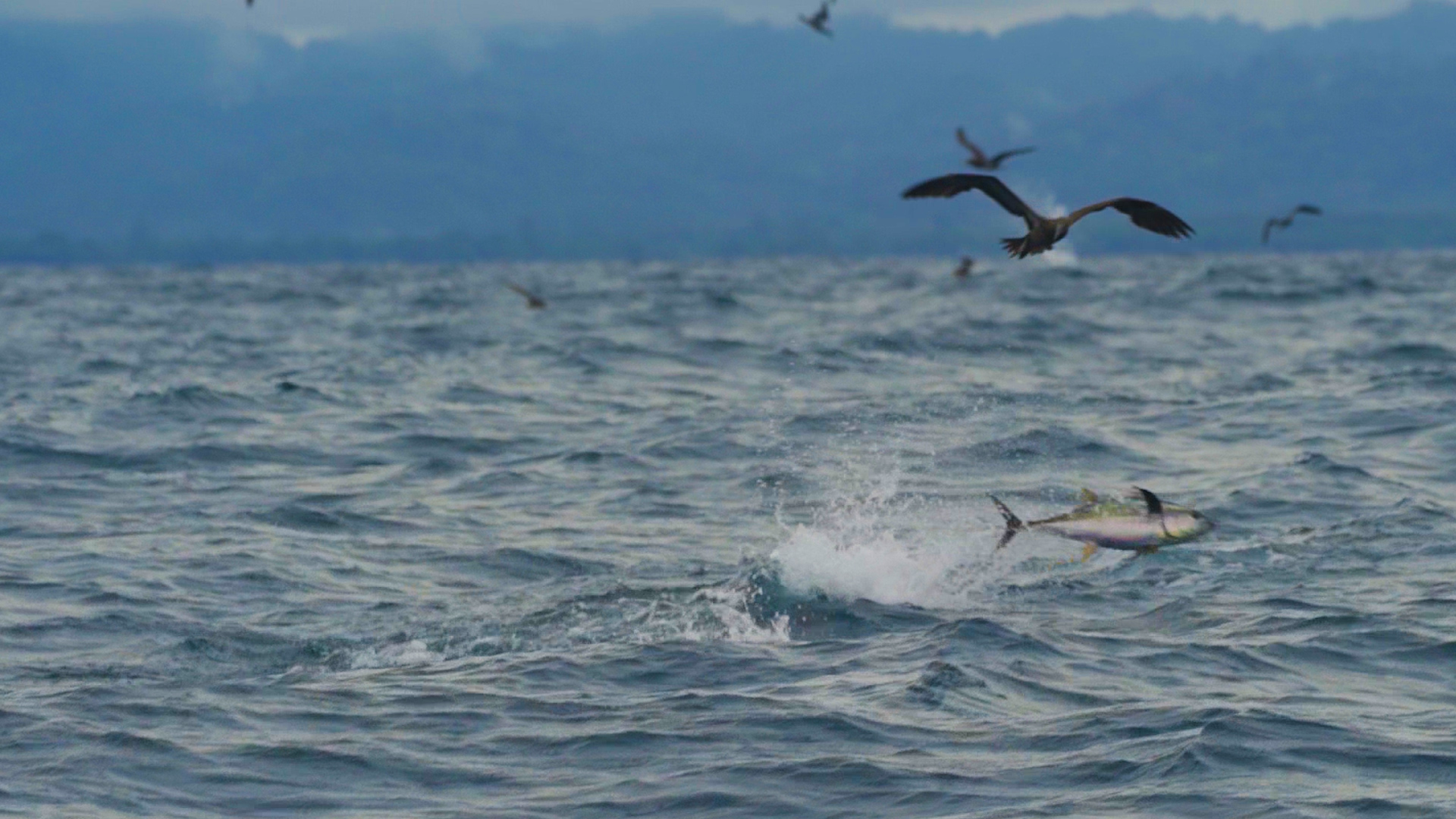 tuna drone footage in Costa Rica