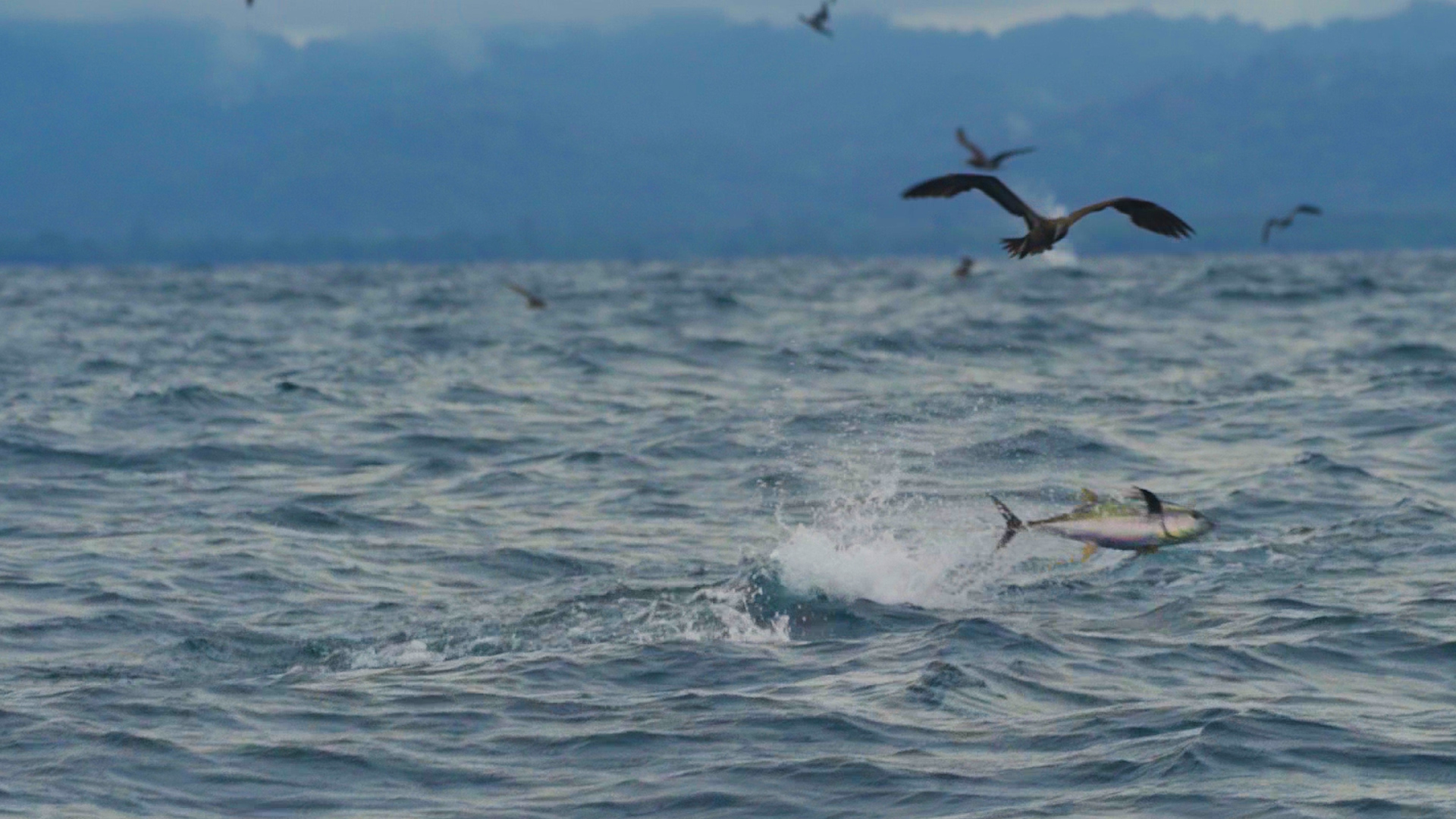 See how fishing for tuna with a DRONE could be the future for