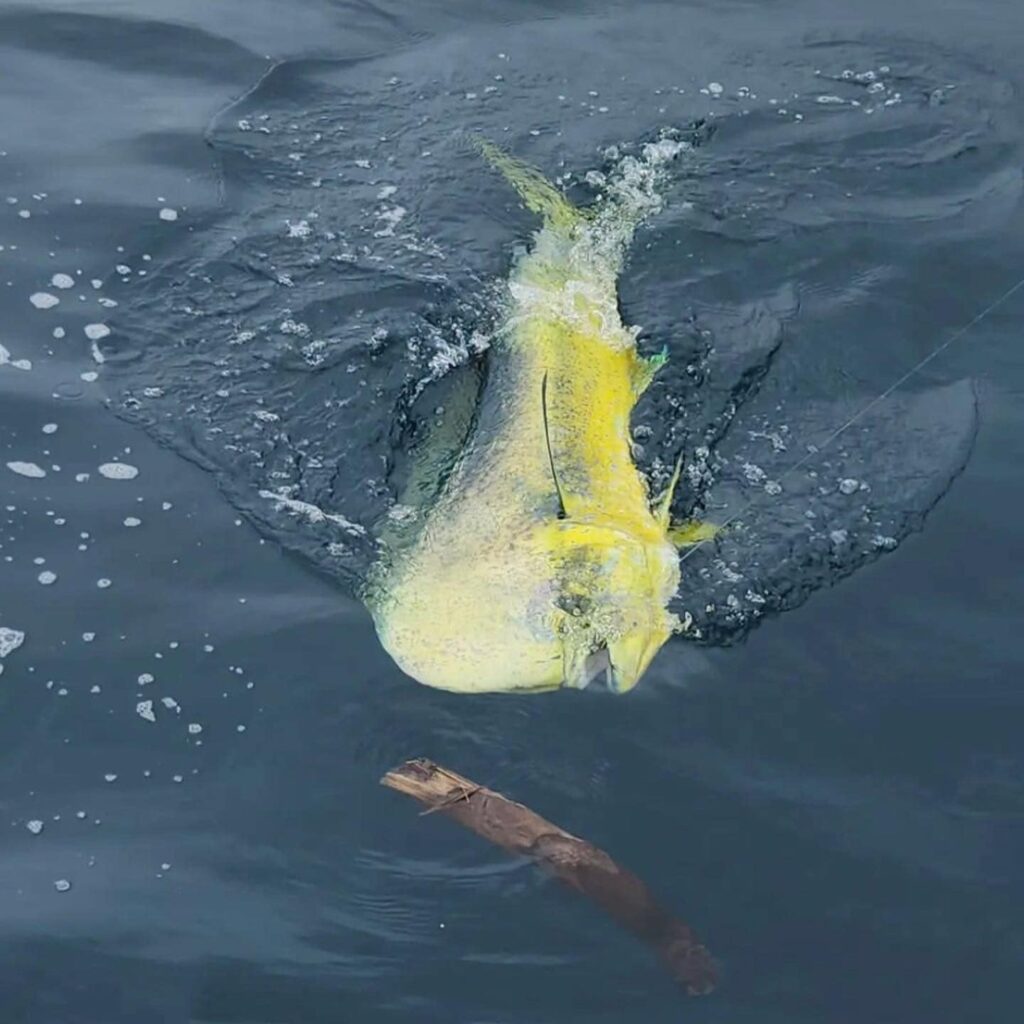 Bull Dorado Fishing in Costa Rica