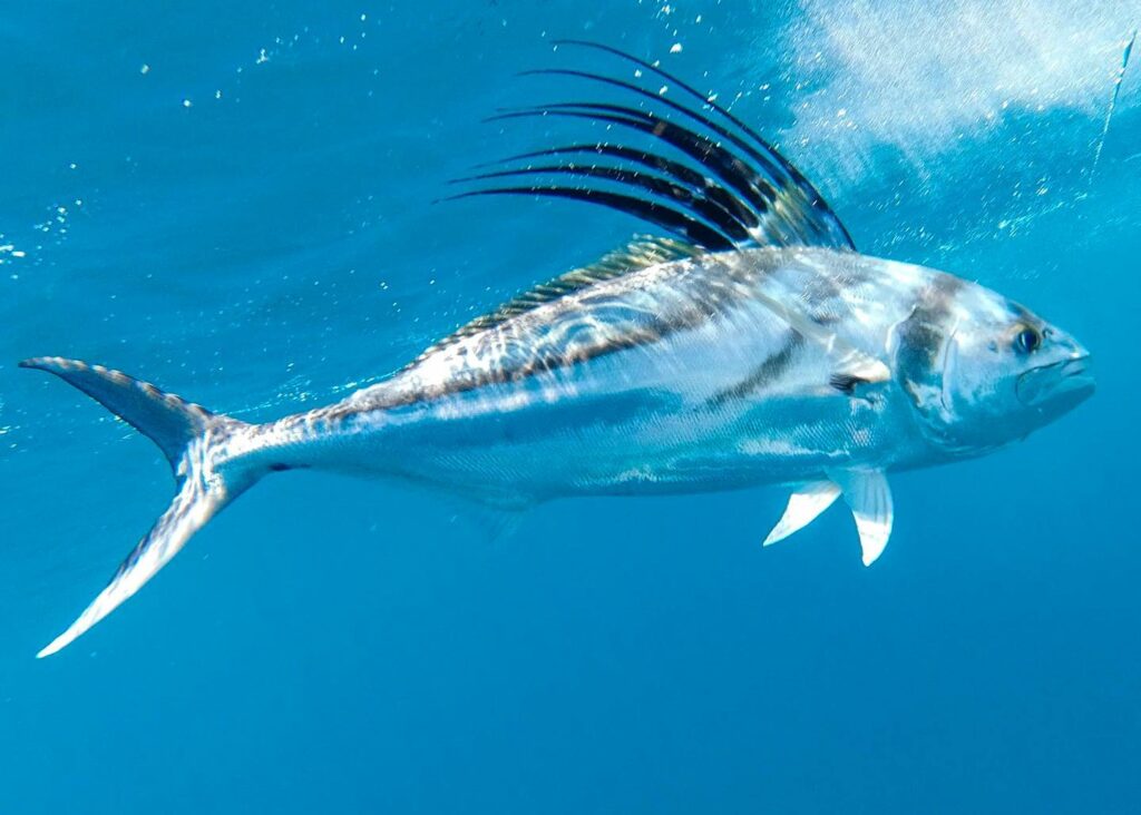 roosterfish