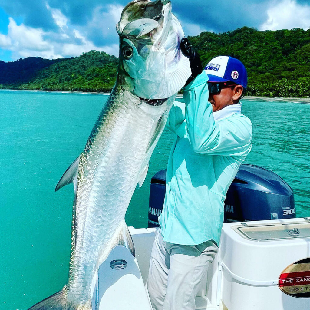 Tarpon