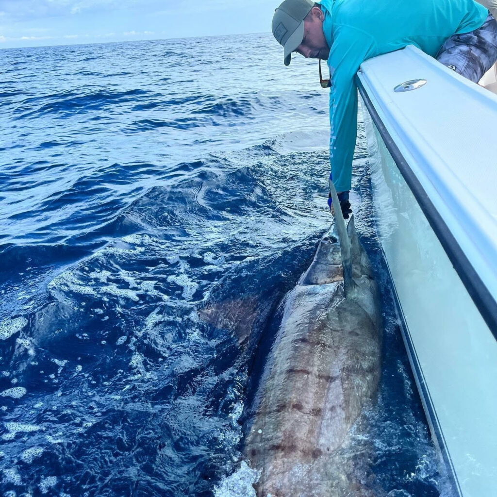 blue marlin by boat