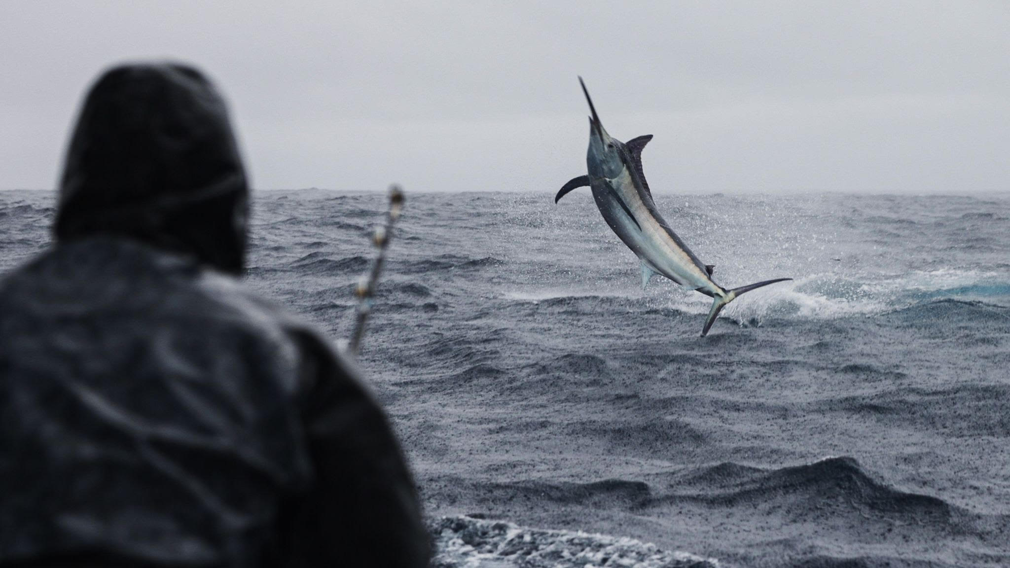 In the Black: After 14 years angler finally scratches Black Marlin off the  bucket list! - The Zancudo Lodge, Costa Rica